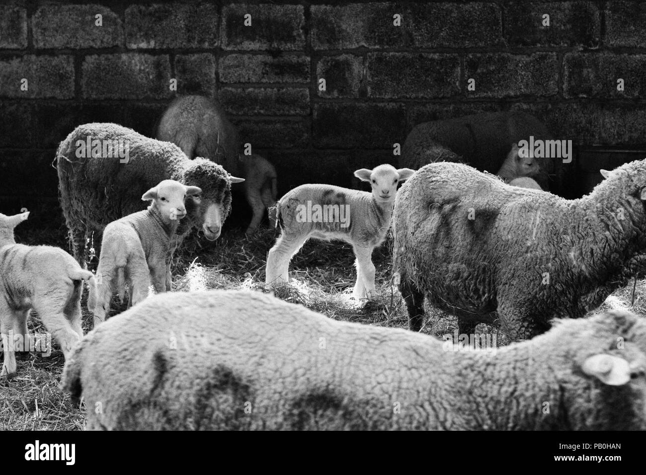 Neonato agnelli e la loro lana a Bowmont Farm, Devon Foto Stock
