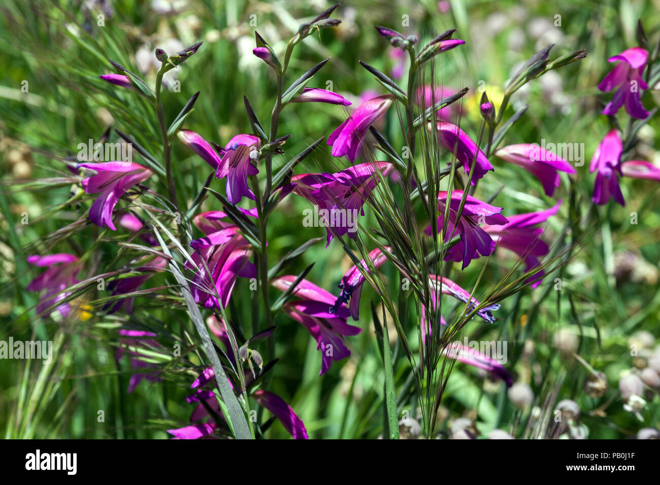 Prato di fiori selvatici, Gladiolus (Gladiolus Illyricus), Barranco de la Mina, a Las Lagunetas, Gran Canaria Isole Canarie Spagna Foto Stock