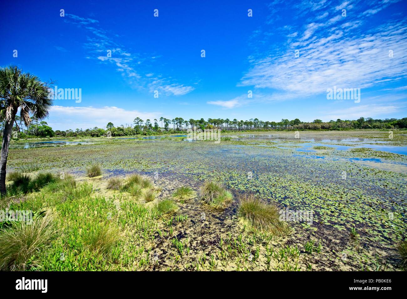 Un ampio angolo di visione di una zona paludosa e a Wakulla Springs lungo il fiume Apalachee in Florida Foto Stock