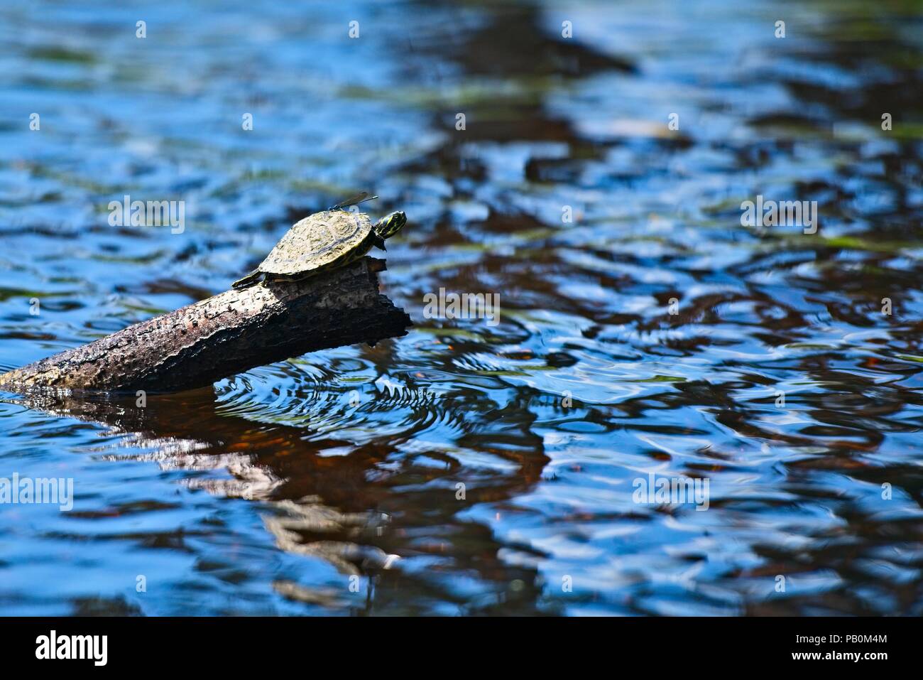 Un singolo tartaruga con una libellula sulla sua schiena si siede su un log in il Fiume crogiolarsi al sole. Foto Stock