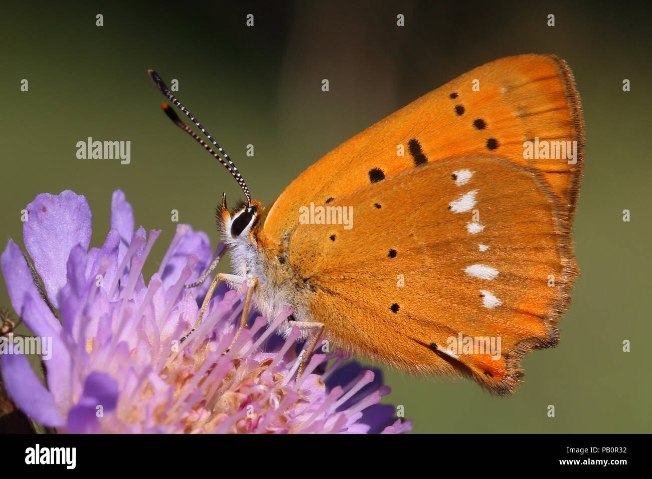 Scarsità di rame (Lycaena virgaureae) Foto Stock