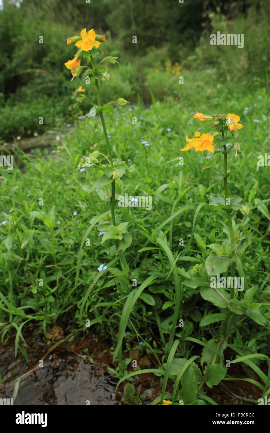 Fiore di scimmia (Mimulus luteus) Foto Stock