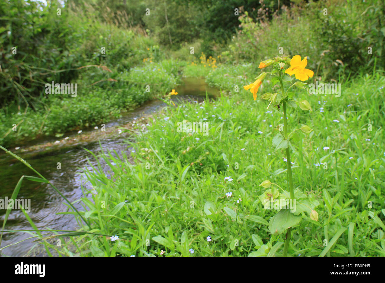 Fiore di scimmia (Mimulus luteus) Foto Stock