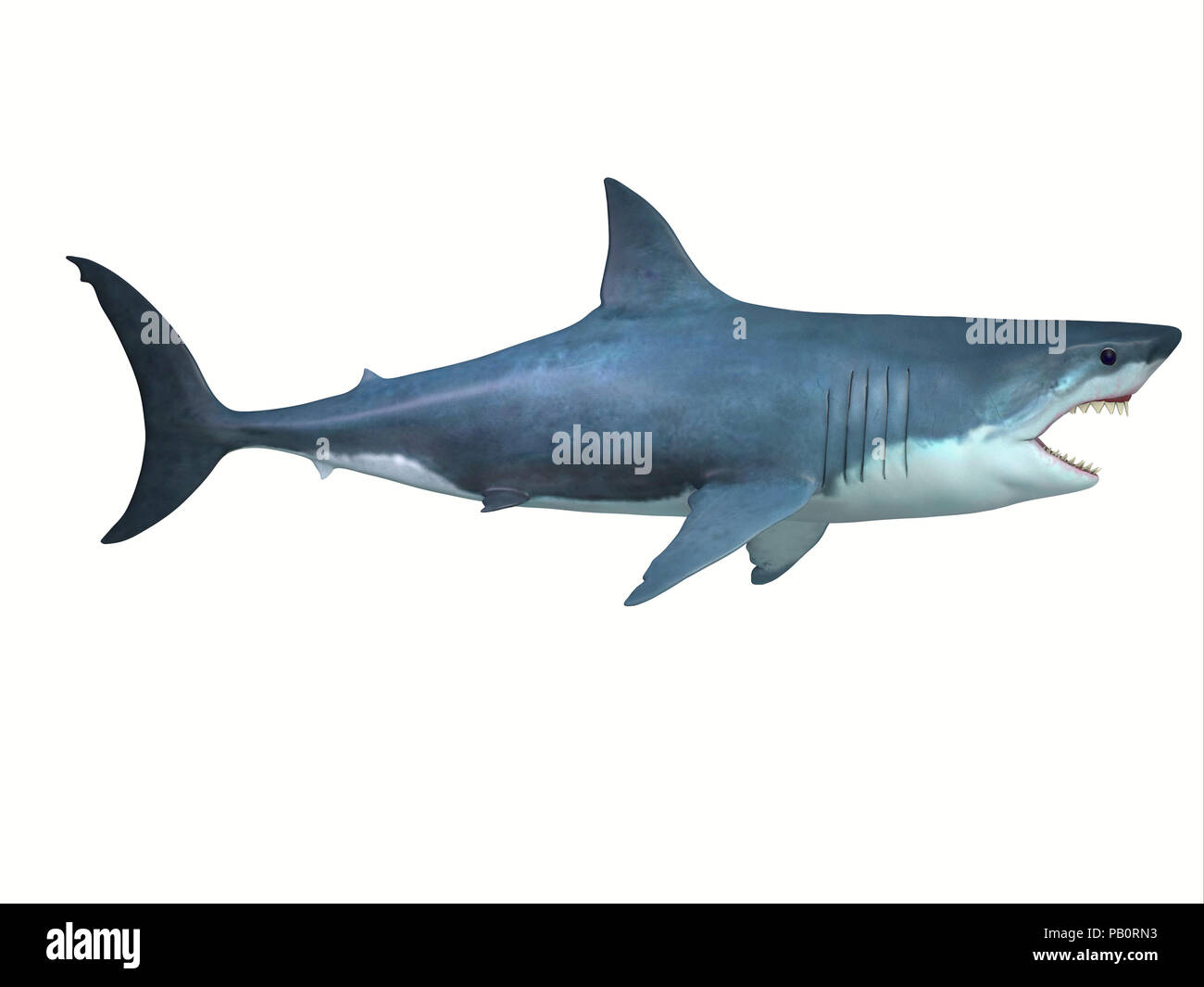 Il grande squalo bianco Profilo laterale - Il grande squalo bianco è un grande carnivoro trovato in tutti gli ambienti dell'oceano e può vivere per 70 anni. Foto Stock