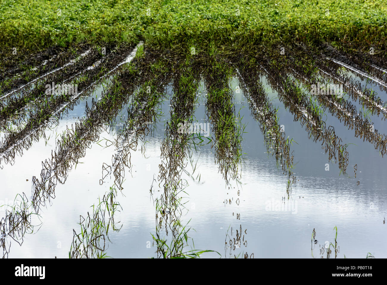 Allagato il campo di patate. Terreno agricolo dopo la pioggia sotto l'acqua. Agricoltura allagato i campi. Foto Stock