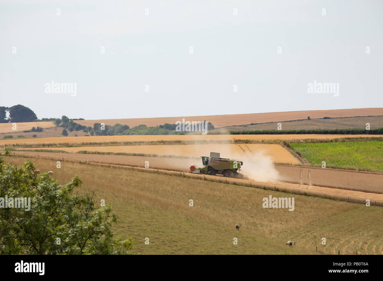 Una mietitrebbia al lavoro durante il regno unito 2018 ondata di caldo nel Wiltshire, Inghilterra UK GB Foto Stock