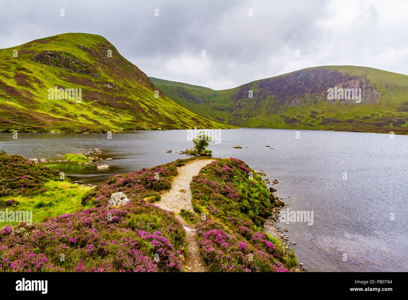 Loch Skeen nel mese di luglio con la heather fuori e condizioni atmosferiche variabili, Dumfries and Galloway, Scotland, Regno Unito. Foto Stock