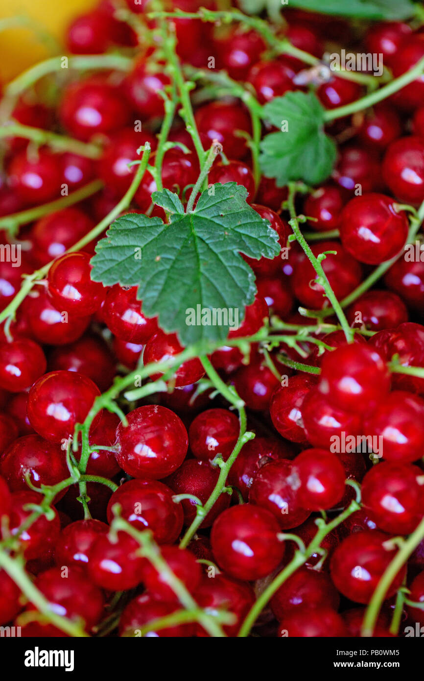 Ripe juicy ribes rosso bacche. la foto in orizzontale. Lay piatto. Concetto di cibo. Foto Stock