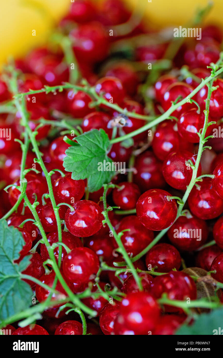 Ripe juicy ribes rosso bacche. la foto in orizzontale. Lay piatto. Concetto di cibo. Foto Stock