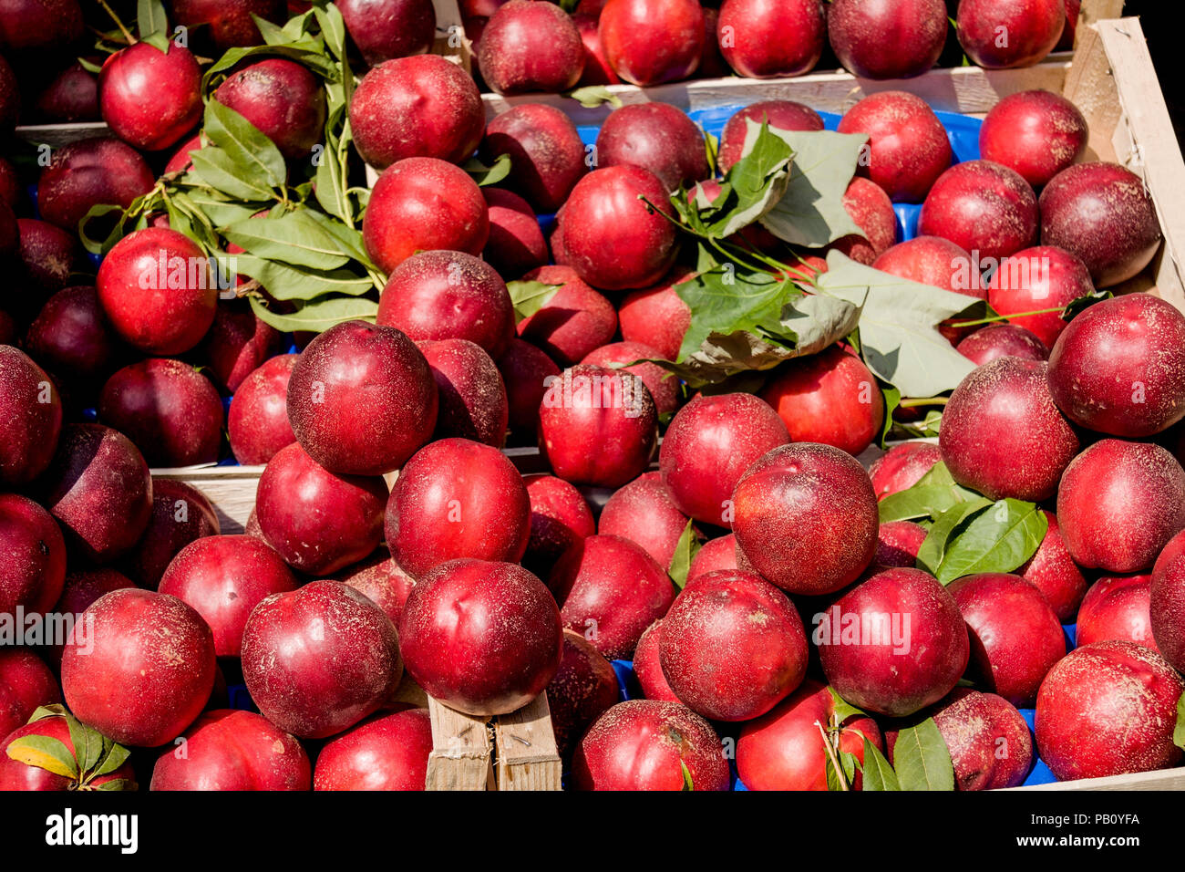 Pesche per la vendita, Palermo, Sicilia Foto Stock
