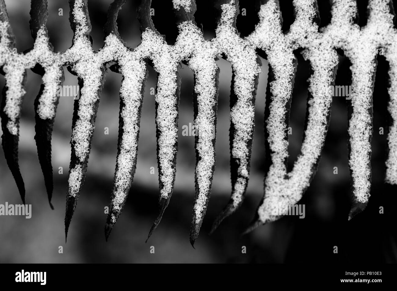 La felce ricoperta di neve nella stagione invernale con modelli natura. Foto Stock