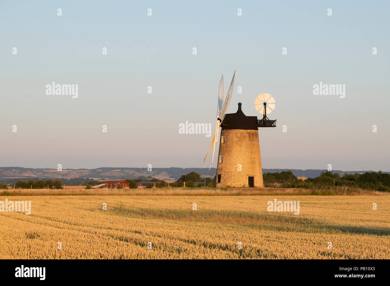 Mature campo di grano di fronte Milton Common Mulino a vento al tramonto vicino al villaggio di grande Haseley, South Oxfordshire, Inghilterra Foto Stock