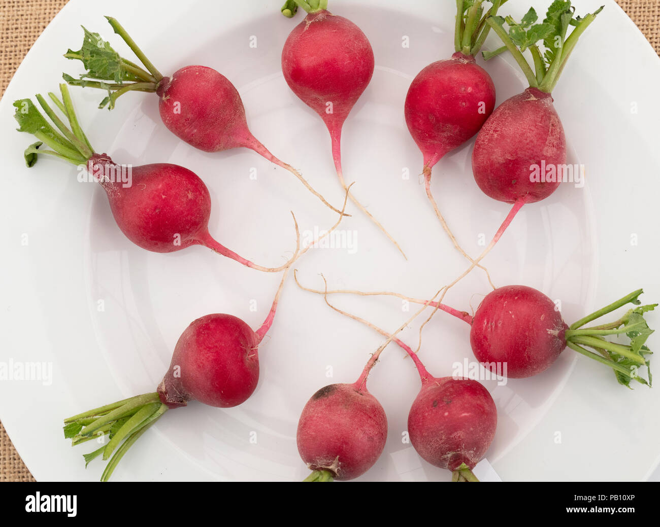 Raphanus sativus. Ravanelli. Il Ravanello di "Vienna" su un fiore visualizza. Regno Unito Foto Stock