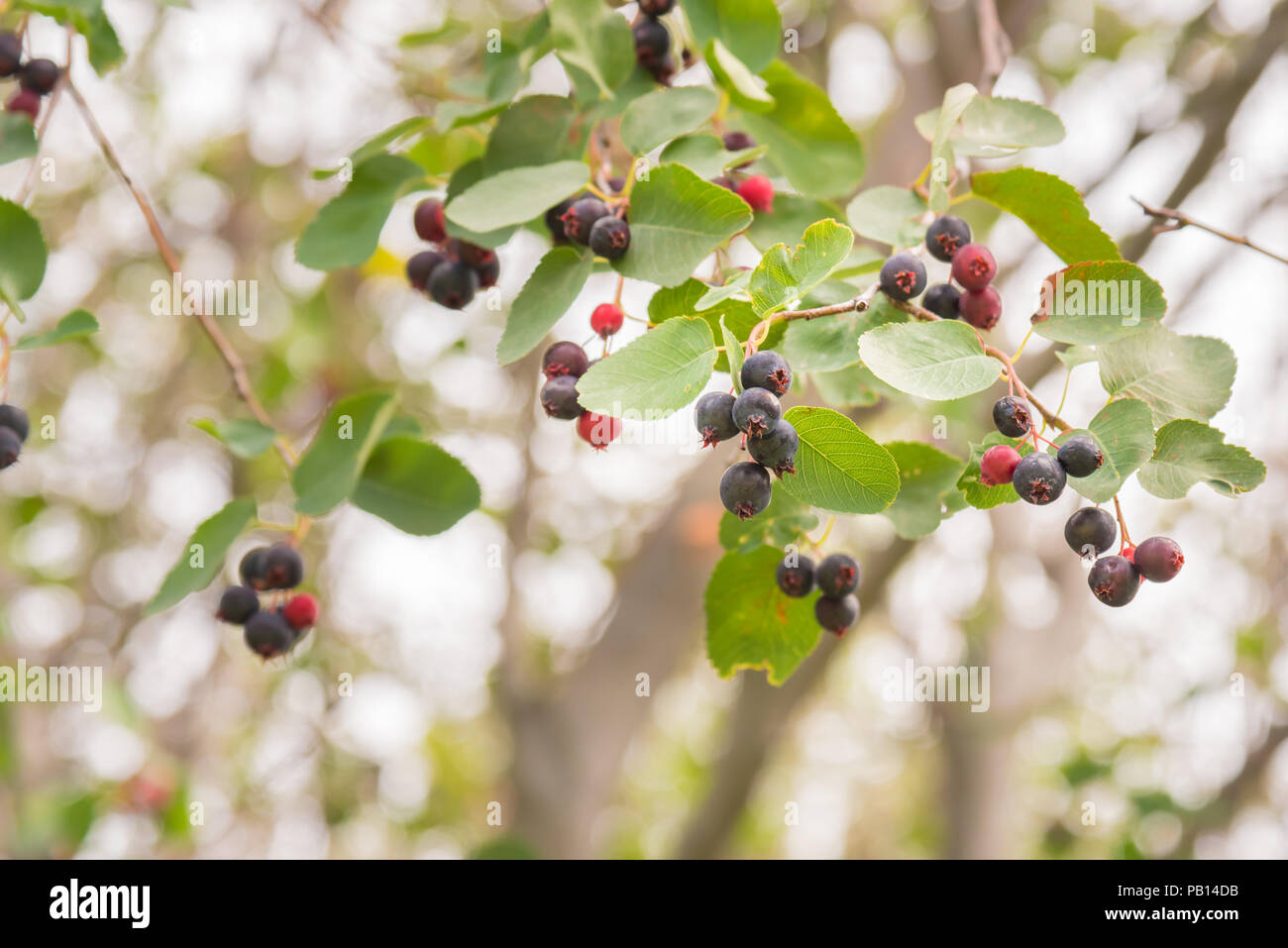 Close-up wild mature bacche saskatoon sul ramo della boccola Foto Stock