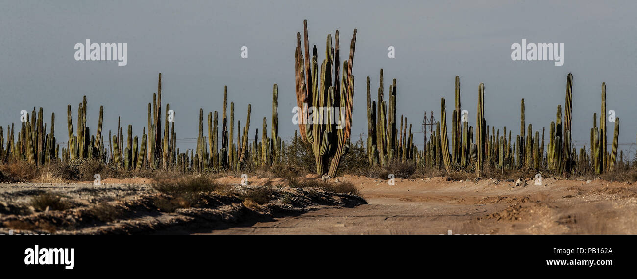 Sahuaros, PITAHAYA, y otras especies de Cactus y matorrales espinos característicos del del desierto sonorense por la carretera a Bahia de Kino y San Foto Stock