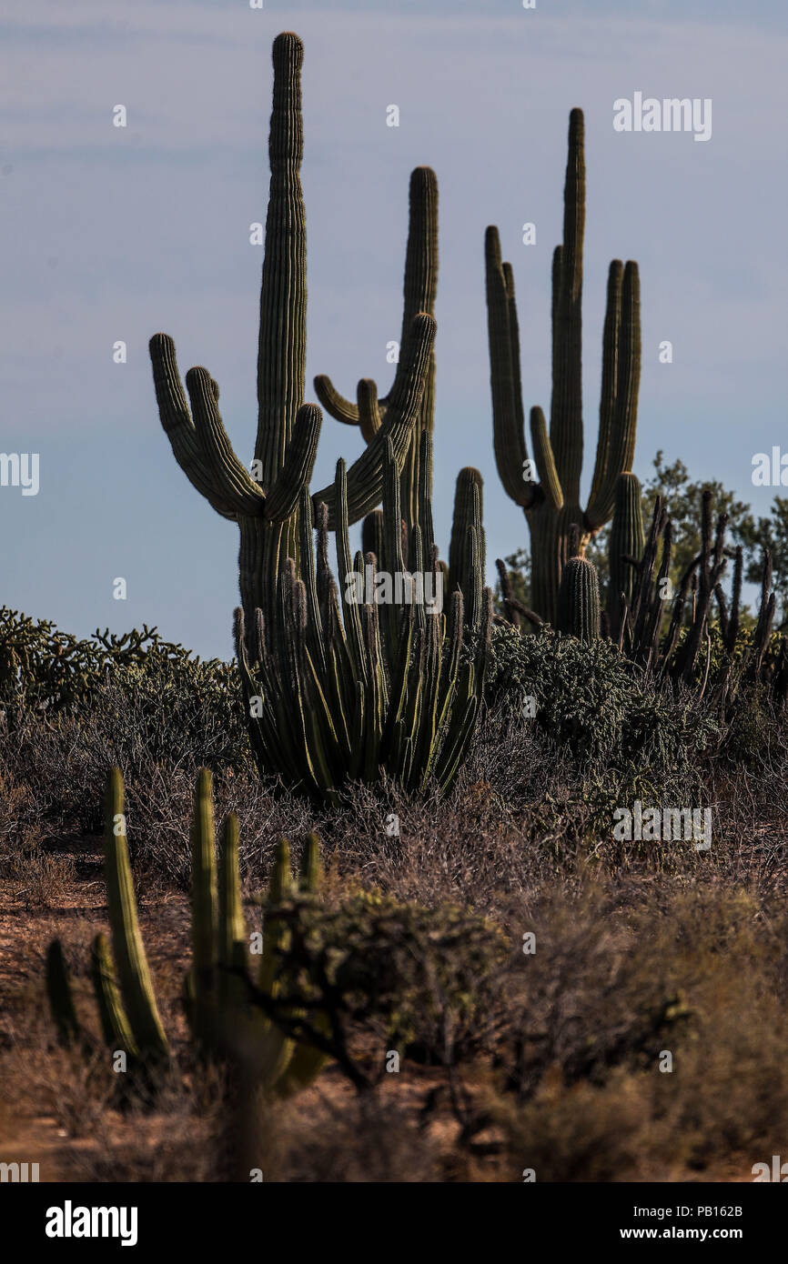 Sahuaros, PITAHAYA, y otras especies de Cactus y matorrales espinos característicos del del desierto sonorense por la carretera a Bahia de Kino y San Foto Stock