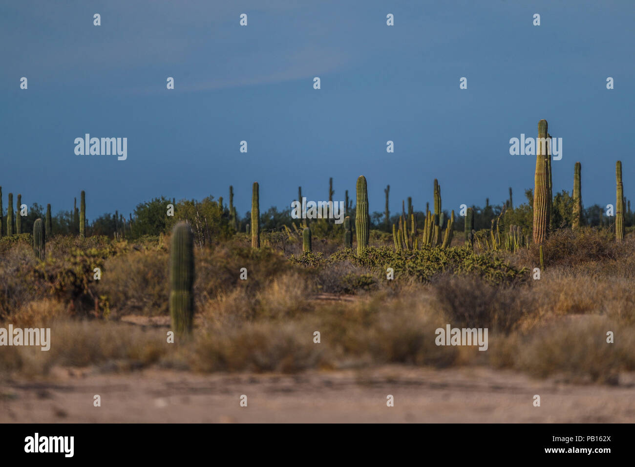 Sahuaros, PITAHAYA, y otras especies de Cactus y matorrales espinos característicos del del desierto sonorense por la carretera a Bahia de Kino y San Foto Stock