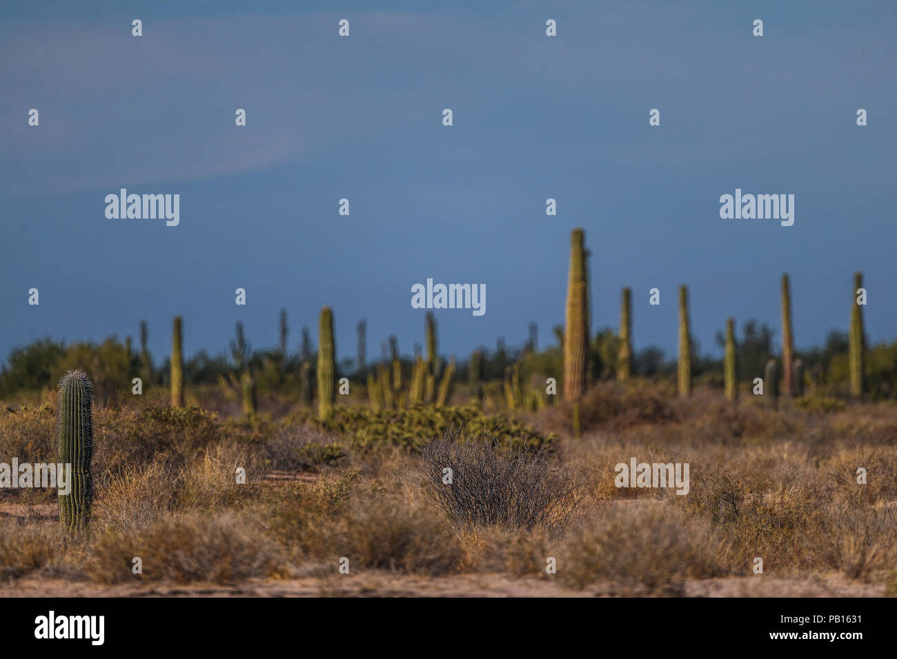Sahuaros, PITAHAYA, y otras especies de Cactus y matorrales espinos característicos del del desierto sonorense por la carretera a Bahia de Kino y San Foto Stock