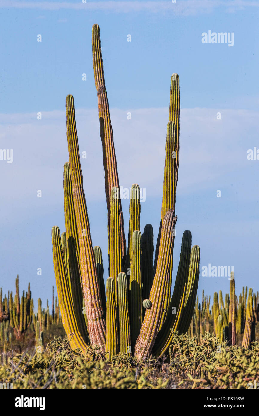 Sahuaros, PITAHAYA, y otras especies de Cactus y matorrales espinos característicos del del desierto sonorense por la carretera a Bahia de Kino y San Foto Stock