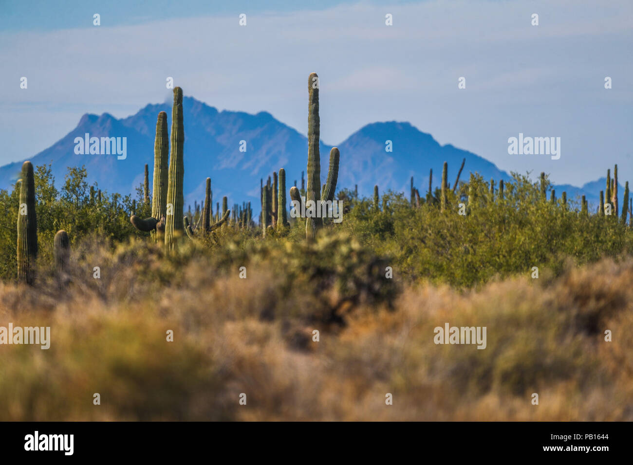 Sahuaros, PITAHAYA, y otras especies de Cactus y matorrales espinos característicos del del desierto sonorense por la carretera a Bahia de Kino y San Foto Stock