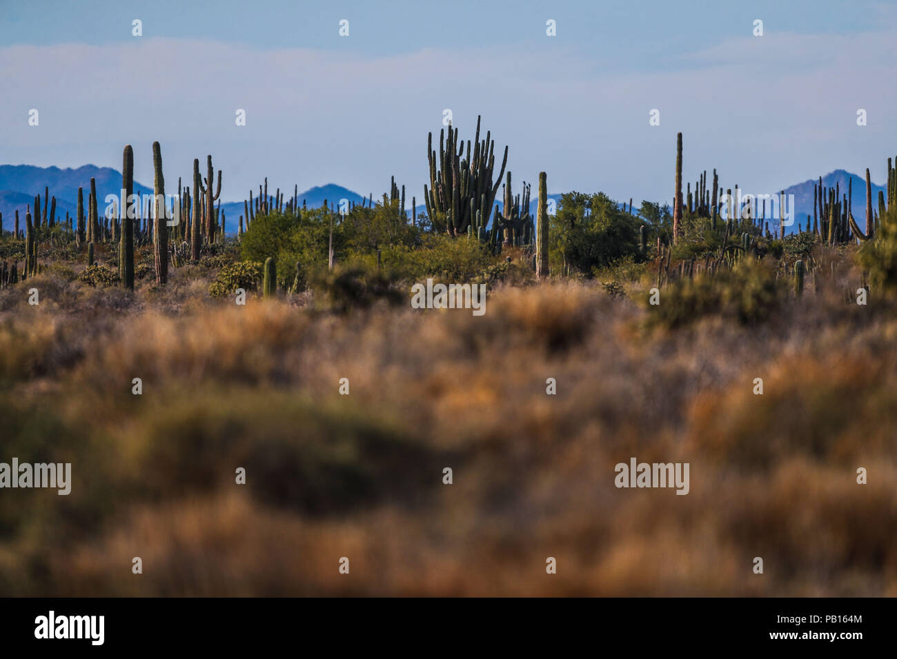 Sahuaros, PITAHAYA, y otras especies de Cactus y matorrales espinos característicos del del desierto sonorense por la carretera a Bahia de Kino y San Foto Stock