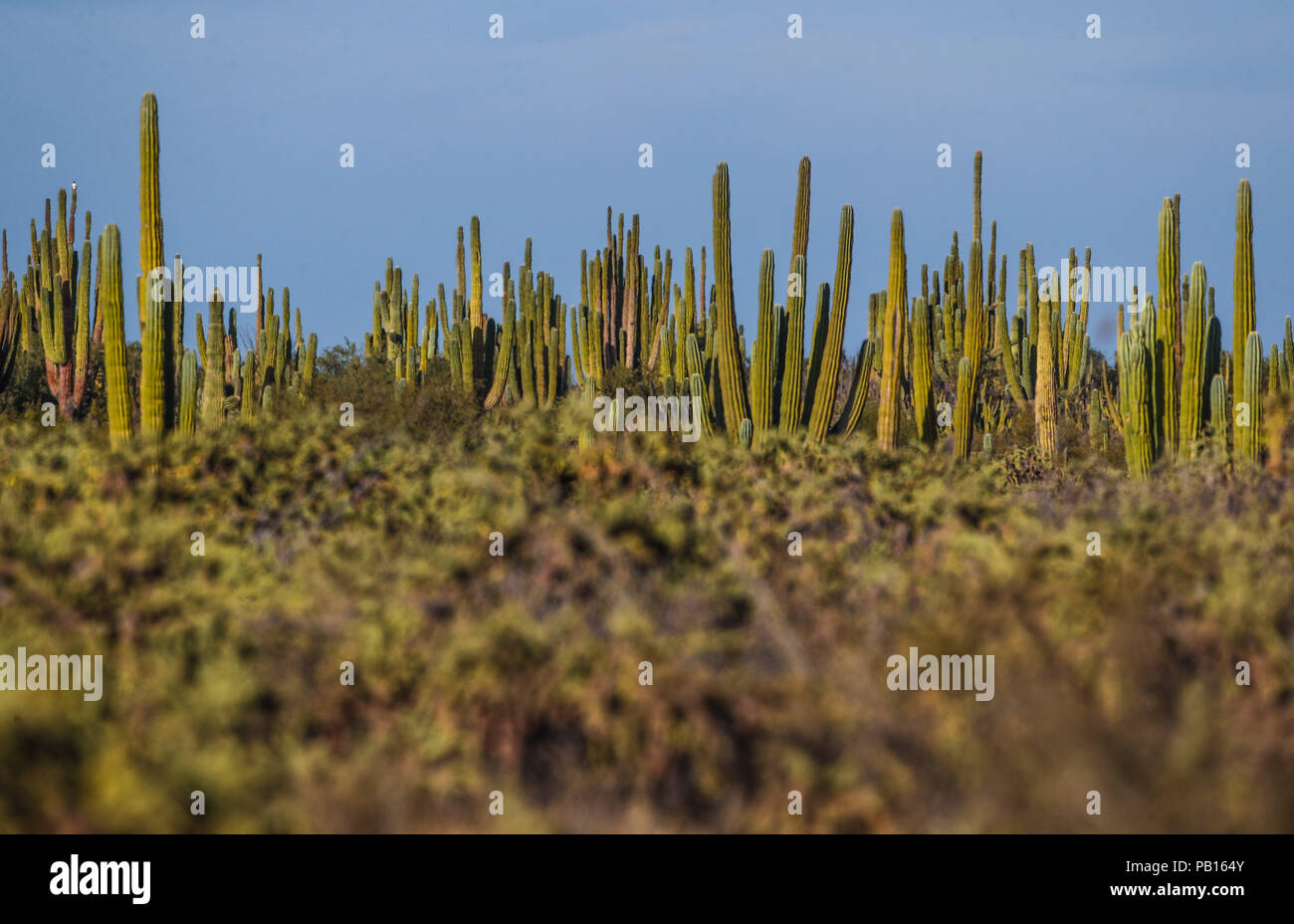 Sahuaros, PITAHAYA, y otras especies de Cactus y matorrales espinos característicos del del desierto sonorense por la carretera a Bahia de Kino y San Foto Stock
