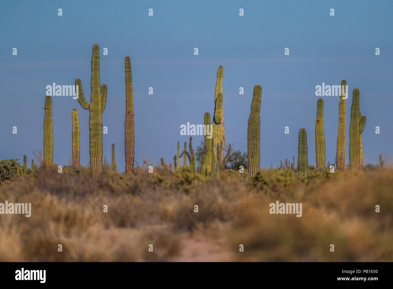 Sahuaros, PITAHAYA, y otras especies de Cactus y matorrales espinos característicos del del desierto sonorense por la carretera a Bahia de Kino y San Foto Stock
