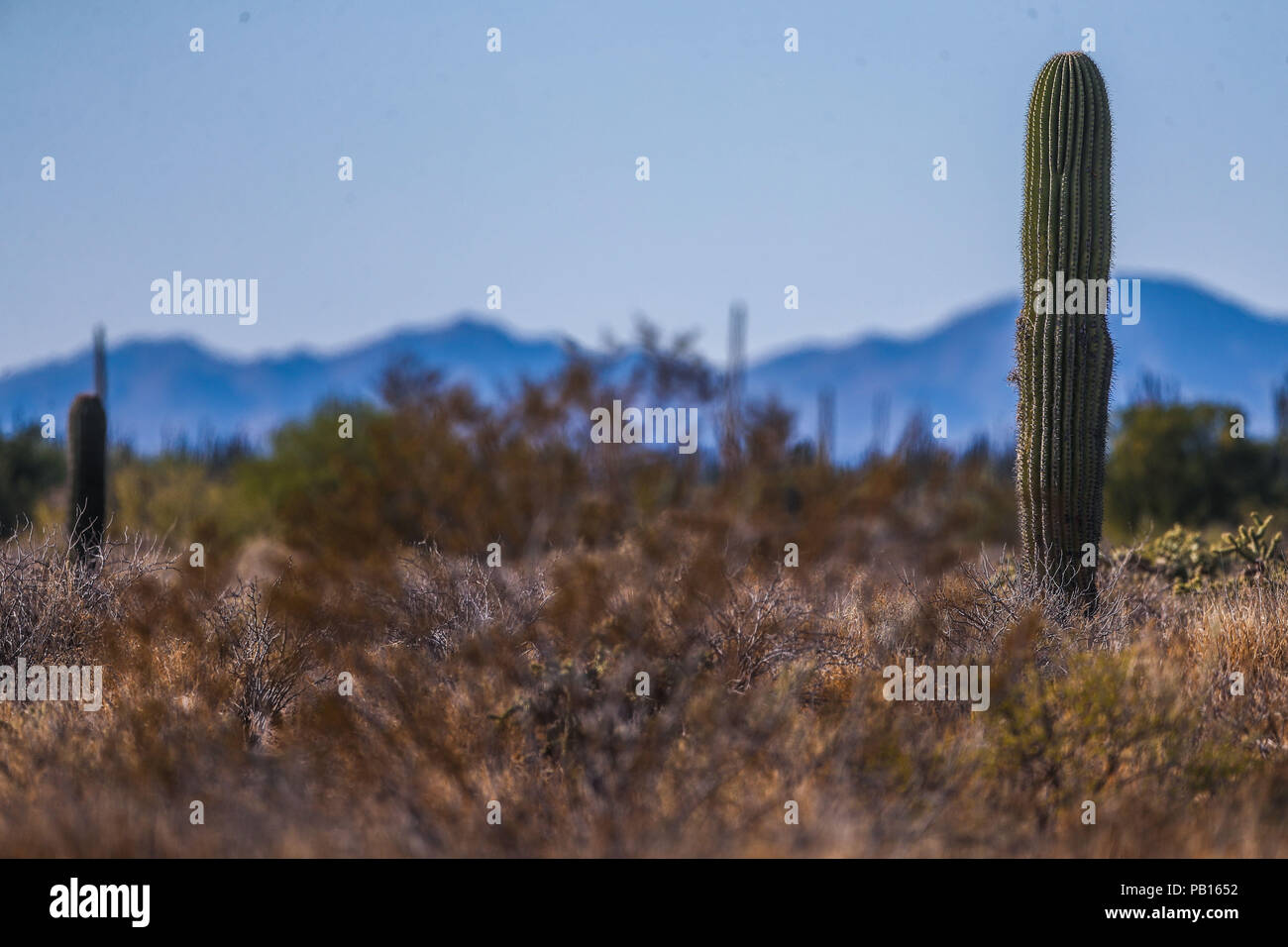 Sahuaros, PITAHAYA, y otras especies de Cactus y matorrales espinos característicos del del desierto sonorense por la carretera a Bahia de Kino y San Foto Stock