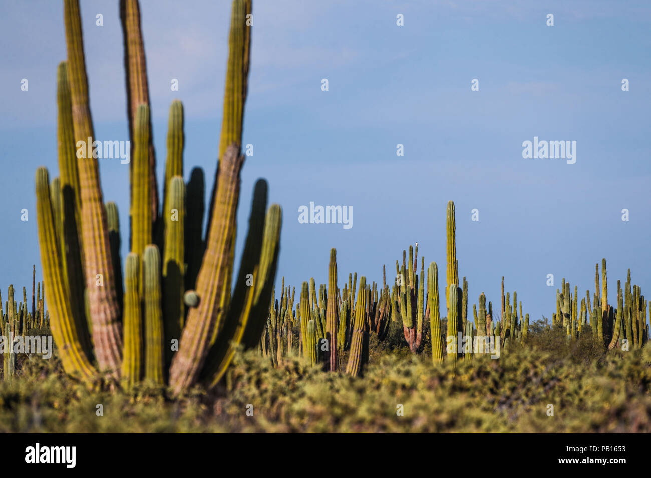 Sahuaros, PITAHAYA, y otras especies de Cactus y matorrales espinos característicos del del desierto sonorense por la carretera a Bahia de Kino y San Foto Stock