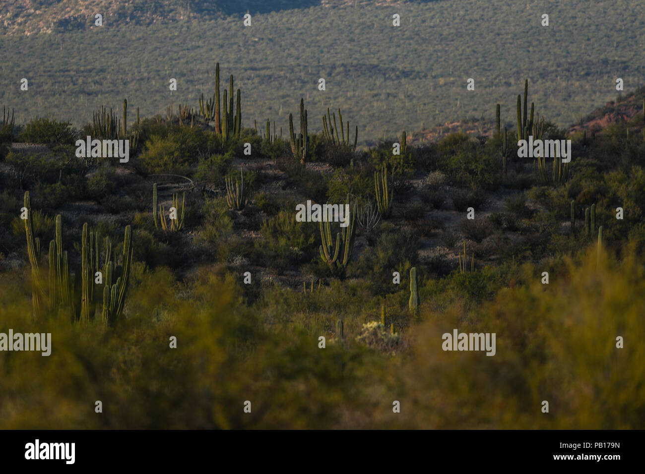 Sahuaros, PITAHAYA, y otras especies de Cactus y matorrales espinos característicos del del desierto sonorense por la carretera a Bahia de Kino y Punt Foto Stock