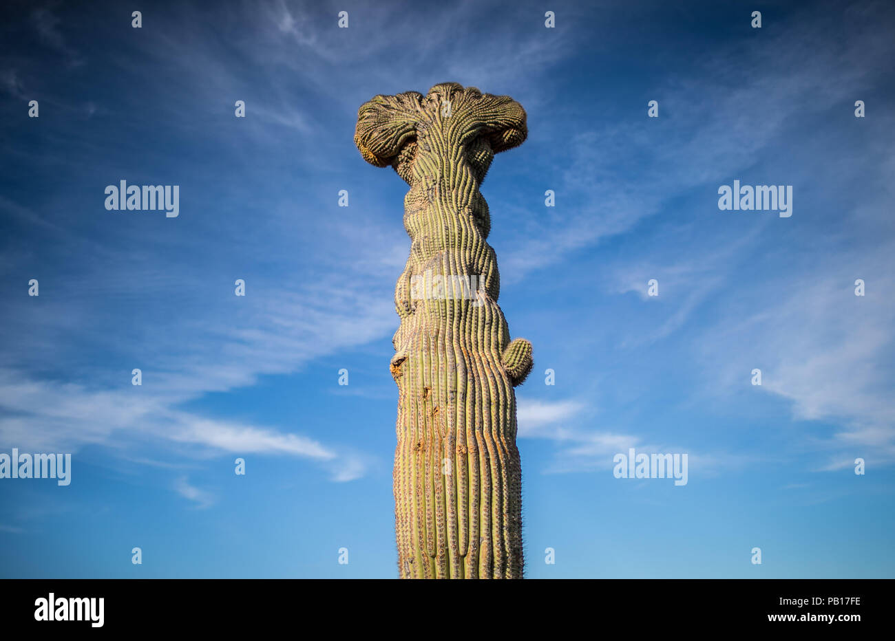 Detalle de Cactus que formaparte de un bosque de Sahuaros y matorral espinoso y demas especies de plantas característicos de los valles, planicies del desierto de sonora Messico. .28 dic 2007. (Foto: Luis Gutierrez /NortePhoto.com) paisaje, paesaggio, viaggi, viaje, deforestazione, , foresta, deserto, postes, postes de luz , verde, all'aperto, solo, soledad, tranquilidad, solo, uno, unicorno, cielo, cielo blu, verde, alto, grande, grande, corteza, testura Foto Stock