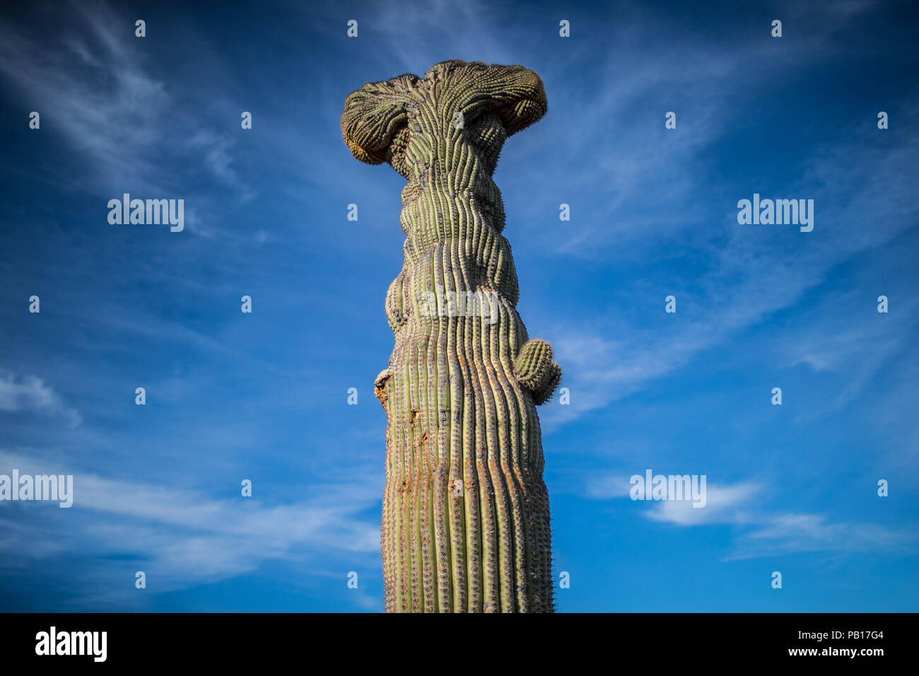 Detalle de Cactus que formaparte de un bosque de Sahuaros y matorral espinoso y demas especies de plantas característicos de los valles, planicies del desierto de sonora Messico. .28 dic 2007. (Foto: Luis Gutierrez /NortePhoto.com) paisaje, paesaggio, viaggi, viaje, deforestazione, , foresta, deserto, postes, postes de luz , verde, all'aperto, solo, soledad, tranquilidad, solo, uno, unicorno, cielo, cielo blu, verde, alto, grande, grande, corteza, testura Foto Stock