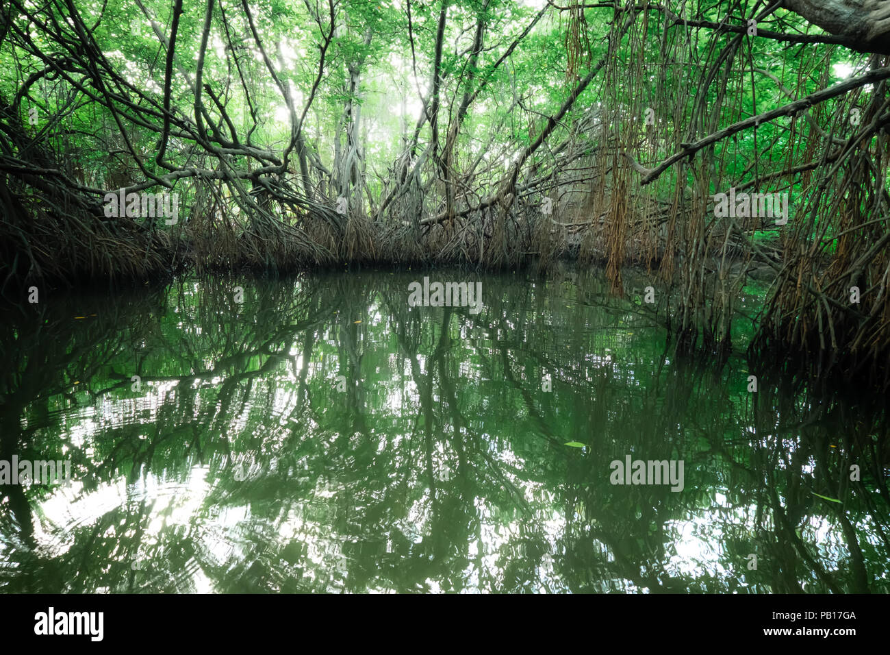Bellezza surreale della giungla paesaggio con fiume Tropicale e Mangrovie foresta di pioggia illuminata da sun. Sri Lanka natura e destinazioni di viaggio Foto Stock