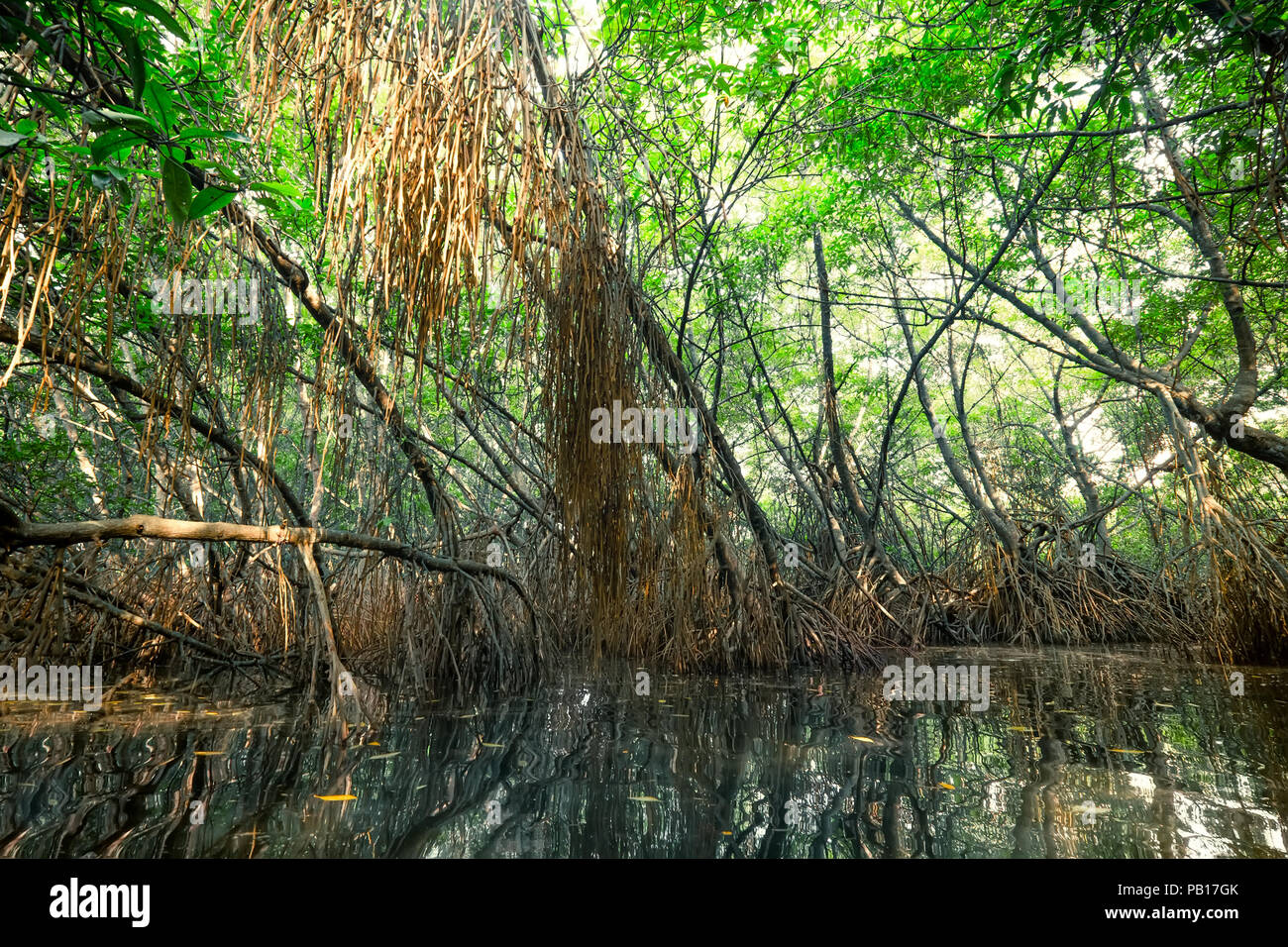 Paesaggio misterioso e surreale bellezza della giungla con fiume Tropicale e Mangrovie foresta di pioggia. Sri Lanka natura e destinazioni di viaggio Foto Stock