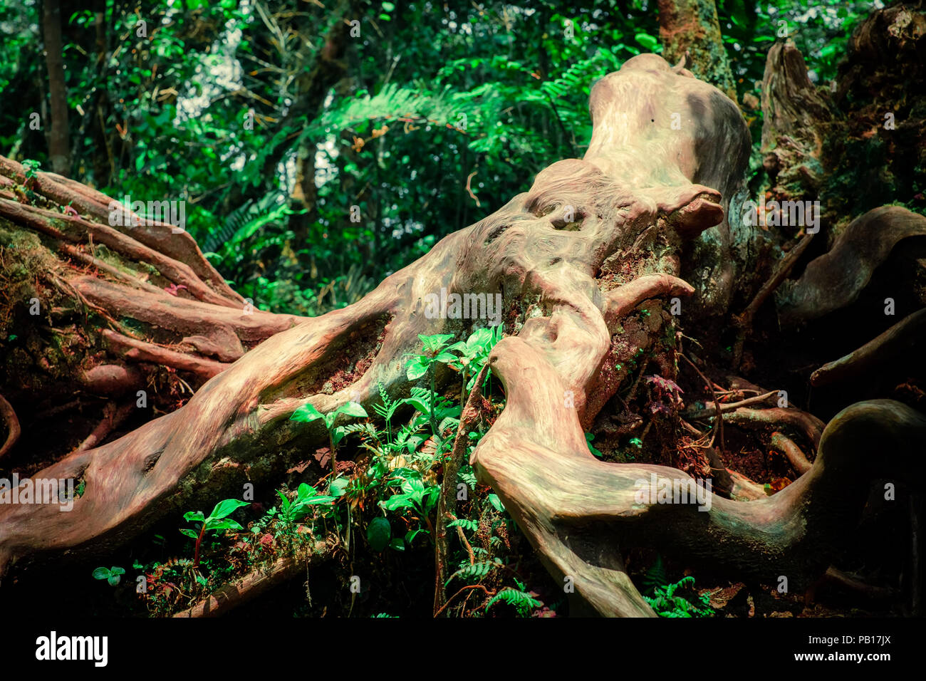 Misterioso paesaggio della foresta di nebbia. Inclinate tronco di albero e radici ricoperta da spessi muschio verde contro alto e steli di piante esotiche sullo sfondo. Foto Stock