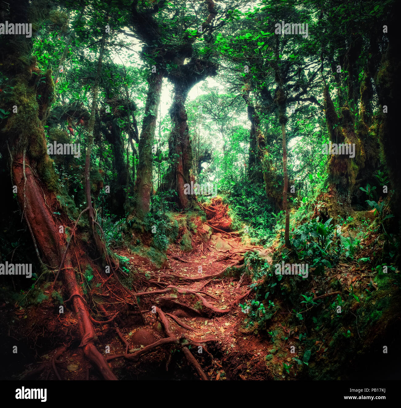 Surreale magia di bosco selvatico in dettagli. Inclinazione albero radici ricoperta da spessi muschio verde contro le piante esotiche sullo sfondo. La lussureggiante vegetazione di t Foto Stock