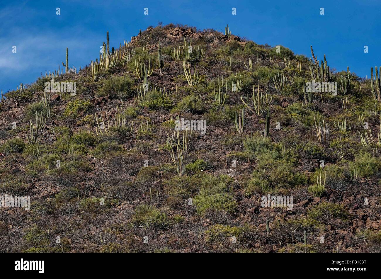 Bosque de Sahuaros matorral espinoso, pitaya, pitahaya y demas especies de plantas de Cactus característicos de los Valles , planicies, cerros y sierras del Desierto de Sonora Messico. Comunidad el Colorado en Sonora Messico. .28 dic 2007.(Foto: Luis Gutierrez /NortePhoto.com) Foto Stock