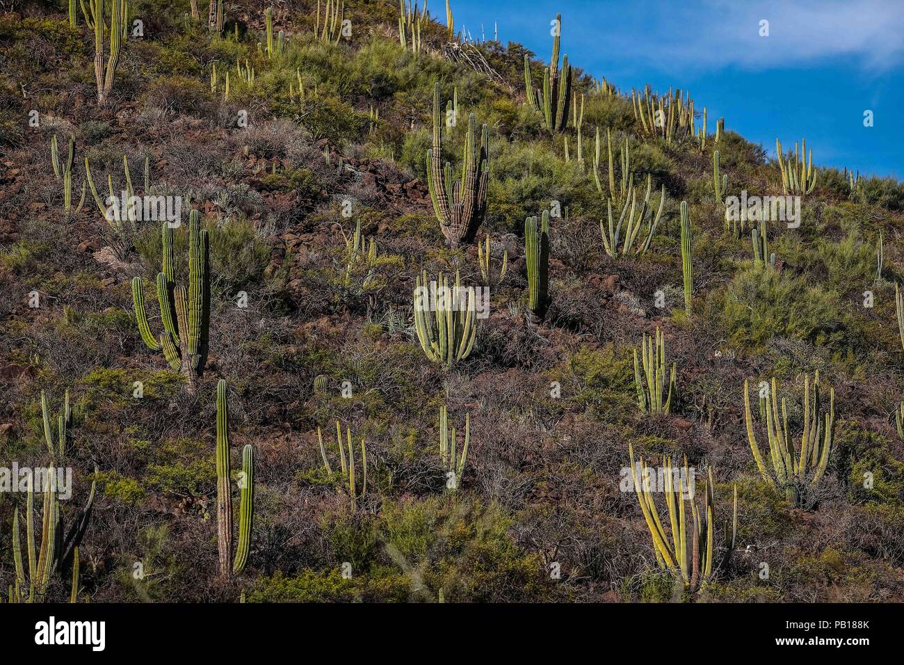 Bosque de Sahuaros matorral espinoso, pitaya, pitahaya y demas especies de plantas de Cactus característicos de los Valles , planicies, cerros y sierras del Desierto de Sonora Messico. Comunidad el Colorado en Sonora Messico. .28 dic 2007.(Foto: Luis Gutierrez /NortePhoto.com) Foto Stock
