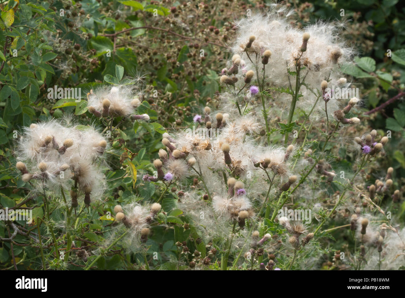 Patch di cardi selvatici contemplati in semi (thistledown) durante il mese di luglio in Berkshire, Regno Unito Foto Stock
