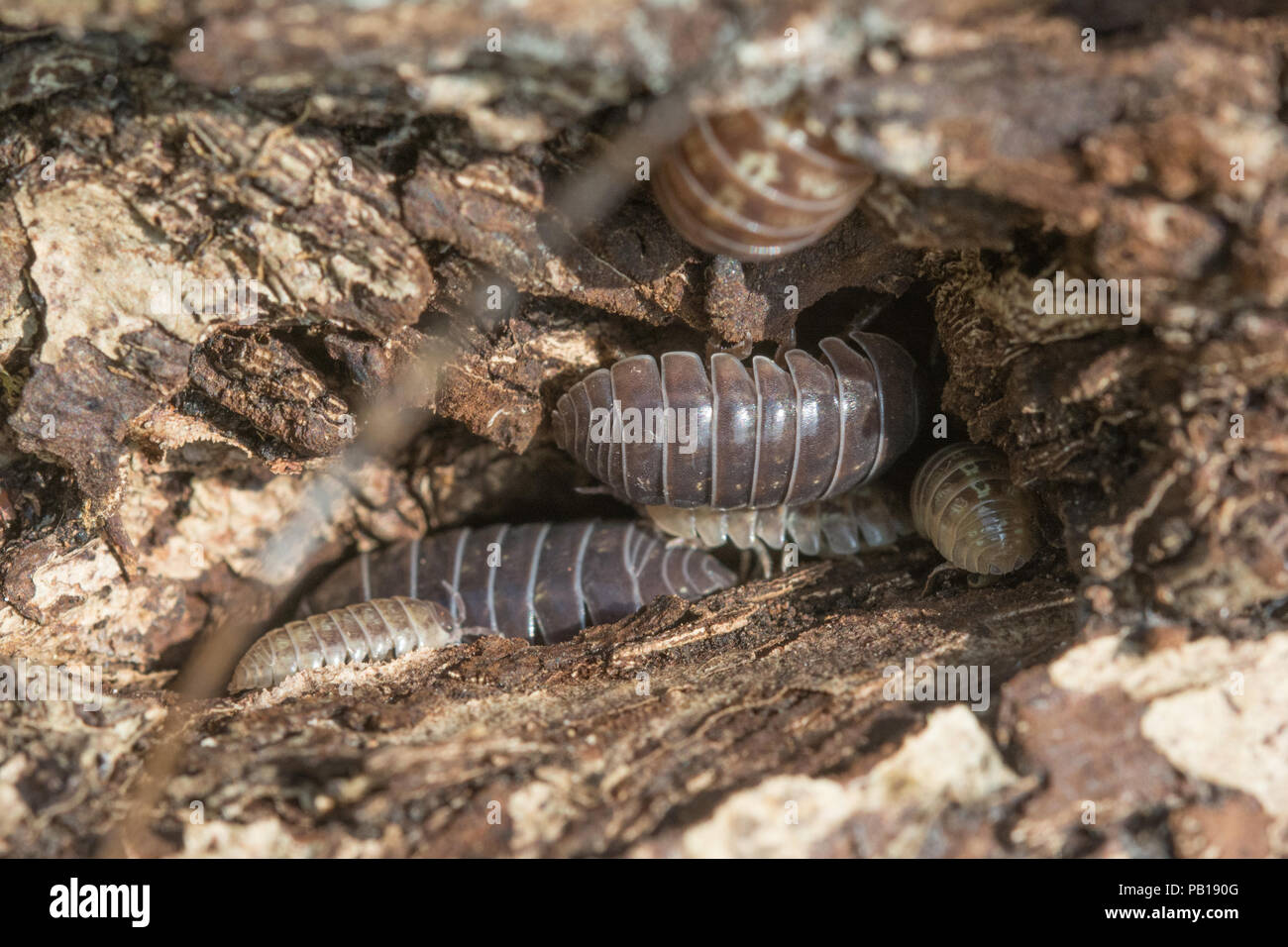 Woodlice, adulti e giovani in una fessura in un registro di marciume Foto Stock