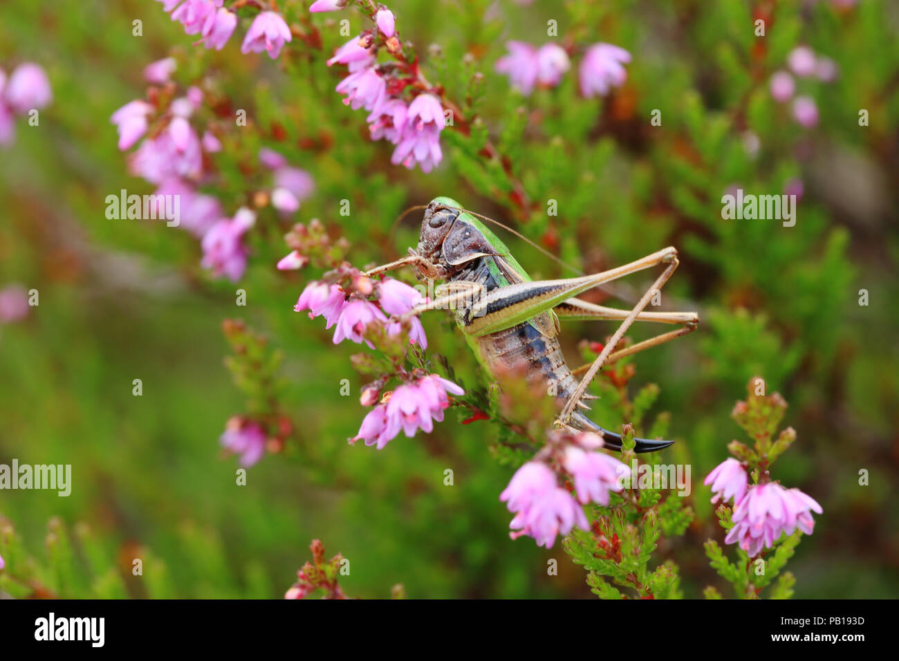 Bog bush cricket (Metrioptera brachyptera) Foto Stock