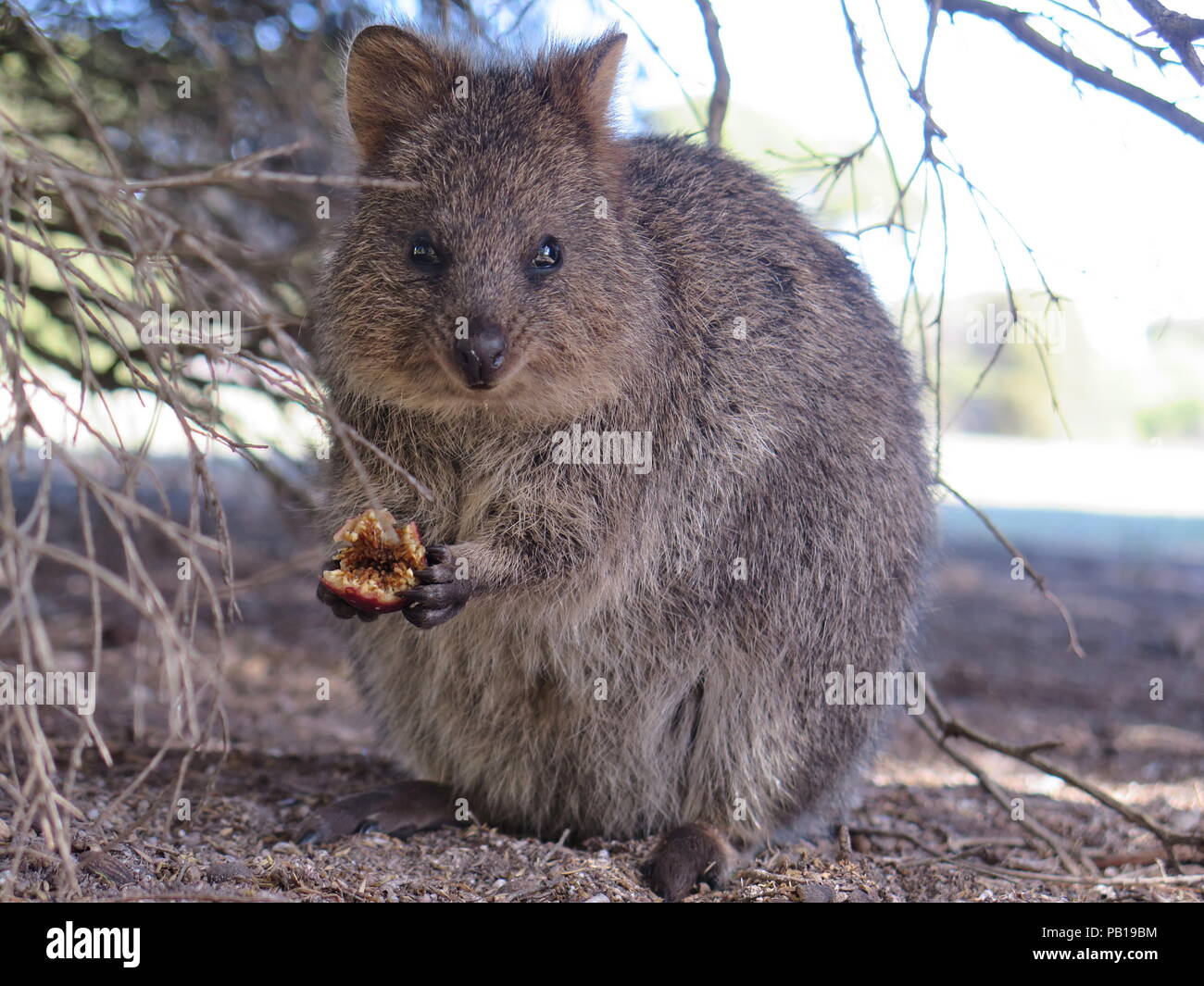 Animali più felici sulla terra-Quokka-Setonix brachyurus sull'Isola di Rottnest, Australia occidentale Foto Stock
