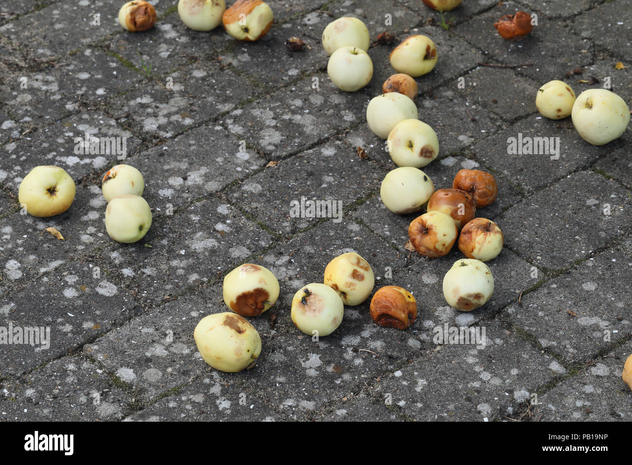 Mele ammaccate e danneggiato dalla caduta verso il basso sulle piastrelle. Essi non sono un ottimo aspetto ma gli uccelli li amo. Foto Stock