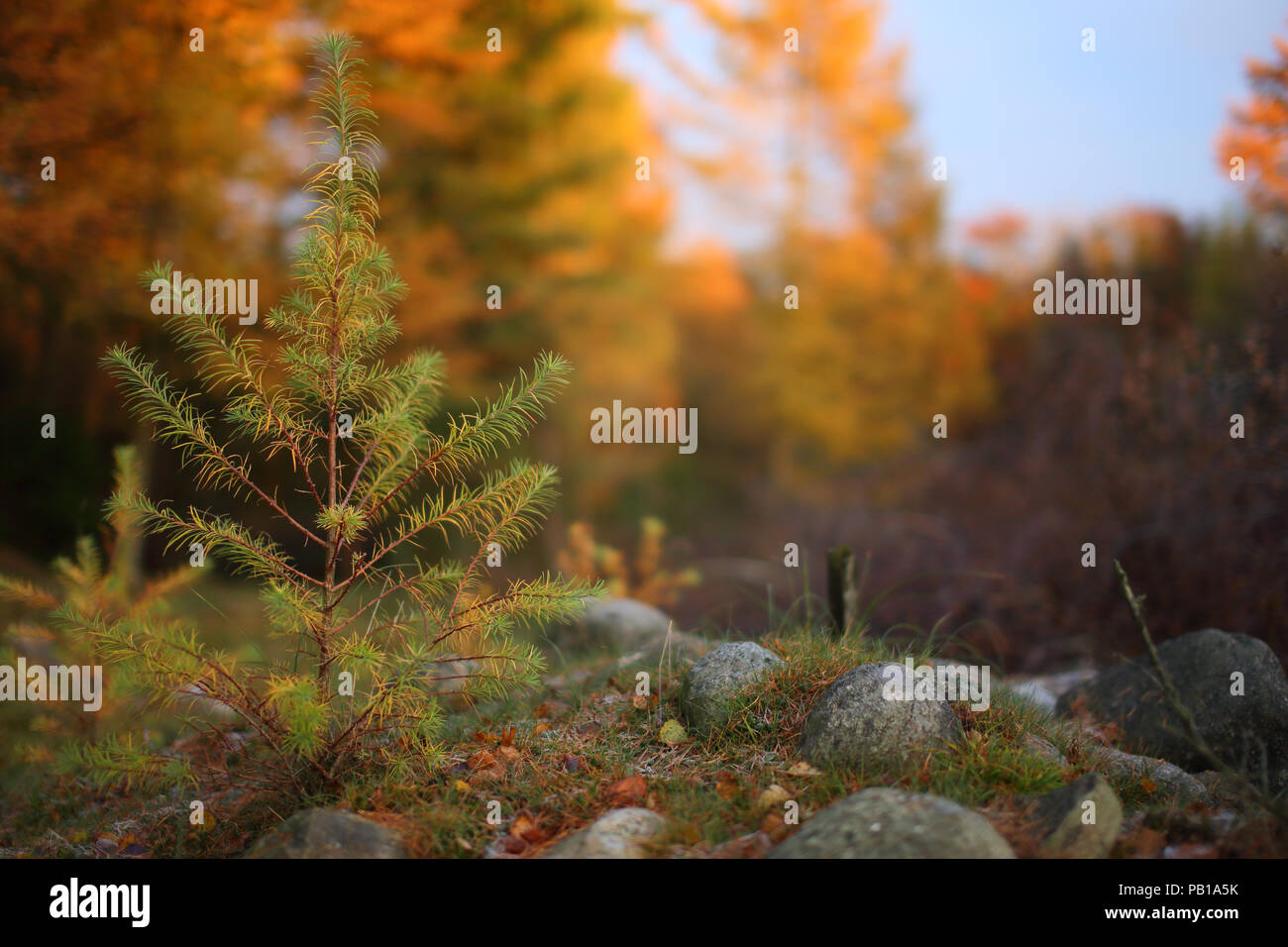 Unione larice (Larix decidua) in autunno Foto Stock