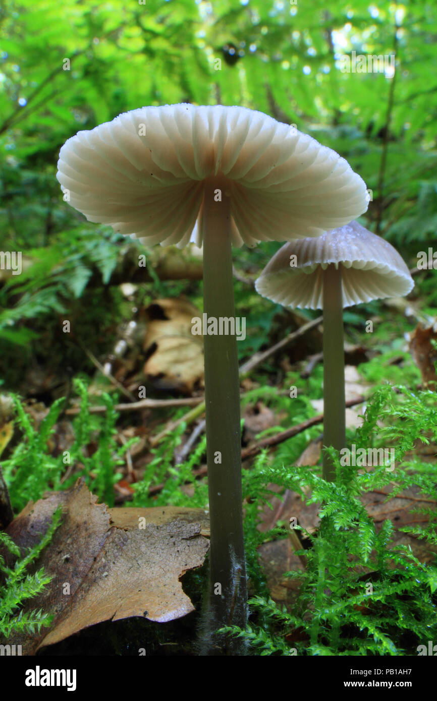 Bassa prospettiva su piccoli funghi che crescono su suolo della foresta Foto Stock