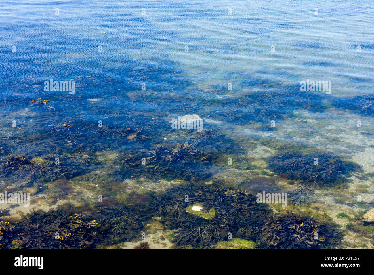 Le alghe, macroalghe in Swanage, Dorset, Regno Unito Foto Stock