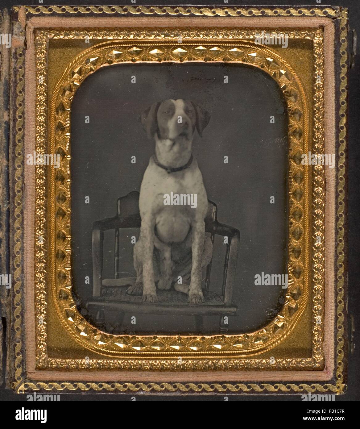 [Cane in posa per il ritratto del fotografo sedia Studio]. Artista: Rufus Anson (americana). Dimensioni: Immagine: 8,3 x 7 cm (3 1/4 x 2 3/4 in.). Data: ca. 1855. Museo: Metropolitan Museum of Art di New York, Stati Uniti d'America. Foto Stock