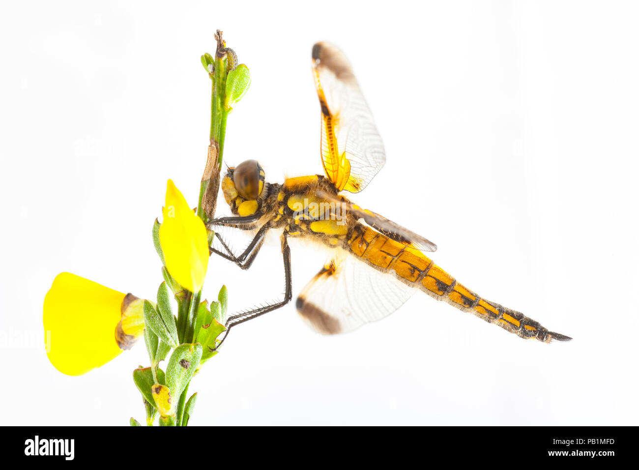 Un quattro-spotted chaser dragonfly, Libellula quadrimatriculata, fotografata in uno studio su sfondo bianco in appoggio su una scopa Boccola stelo con fiori Foto Stock