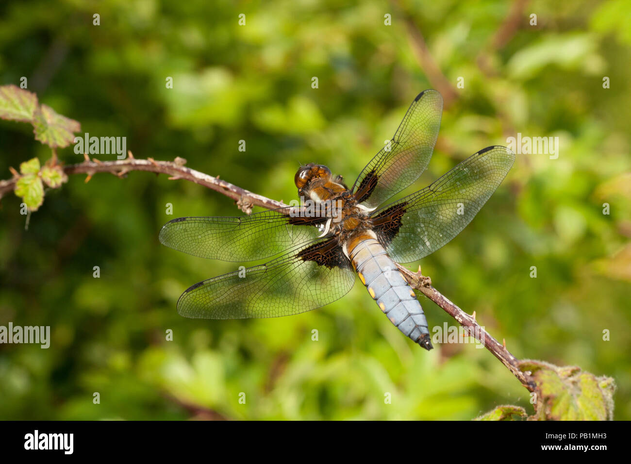 Un maschio di ampia corposo chaser dragonfly, Libellula depressa, a riposo in una giornata di sole in Nord Inghilterra Dorset Regno Unito GB. Foto Stock