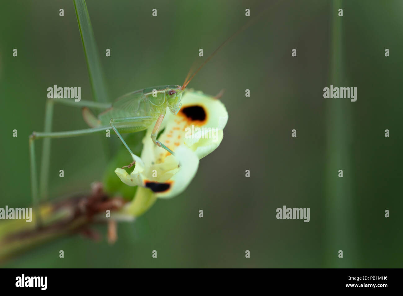 Grasshopper seduti su un Dietes germoglio di fiore Foto Stock